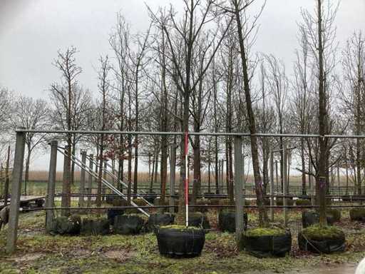 Tulipan – drzewo ozdobne