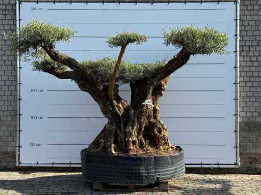 Olive tree Bonsai branched XXL - Olea Europaea - approx. 120 years old - height approx. 280 cm