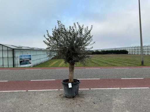 Olivenbaum (Olea Europaea Lessini)