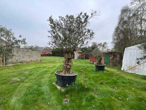 Oliviers Méditerranéens (71x)