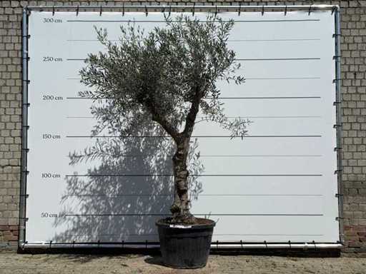 Măslin Granoli Hojiblanca - Olea Europaea - aprox. 60 de ani - înălțime aprox. 260 cm