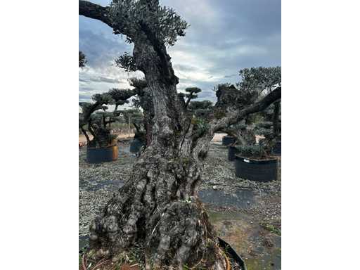  OLEA EUROPEA POM POM SECOLARE  