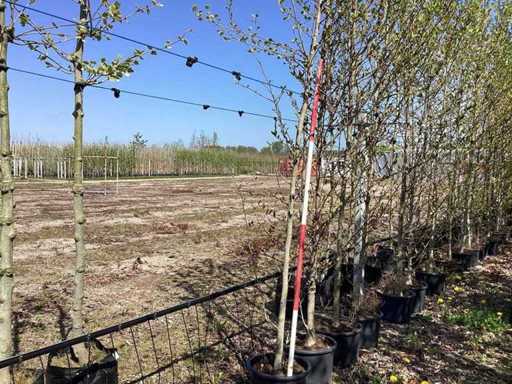 Beverboom - Fruit Tree