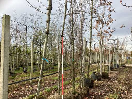 Buk p?acz?cy – drzewo topiary