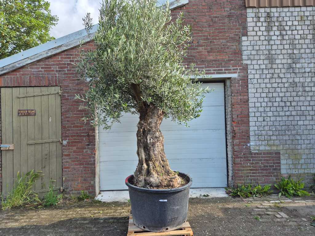 Olive tree Old Trunk - Olea Europaea - 75 years old - height approx. 350 cm