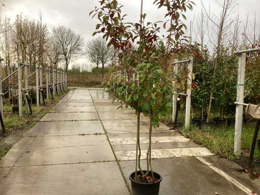 Pomara?cza meksyka?ska – drzewo topiary (3x)