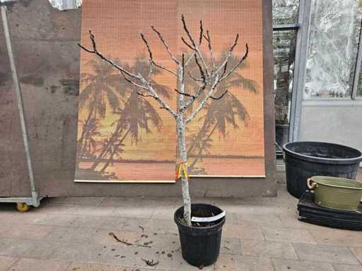 Ficus carica (Ficus carica) - Pom de fructe mediteranean