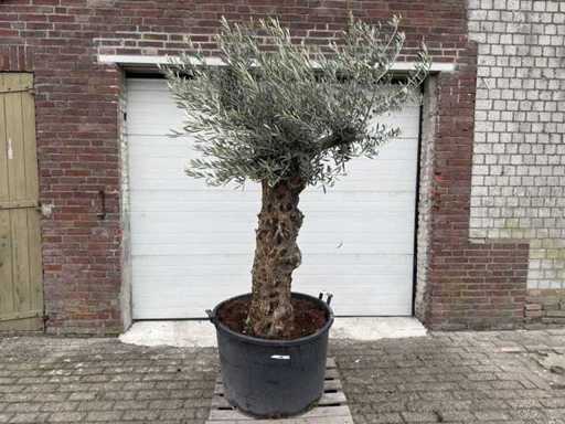 Olive tree Bonsai - Olea Europaea - 75 years old - height approx. 230 cm