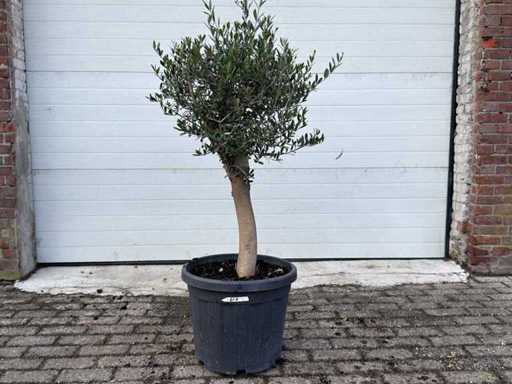 Olivier Floride - Olea Europaea - Hauteur environ 170 cm 