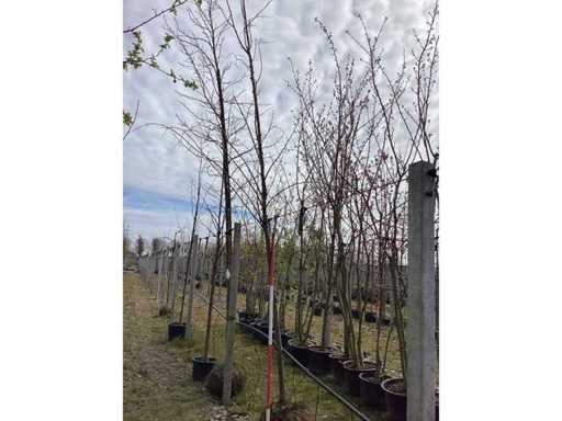 Sweet gum - Arbre topiaire