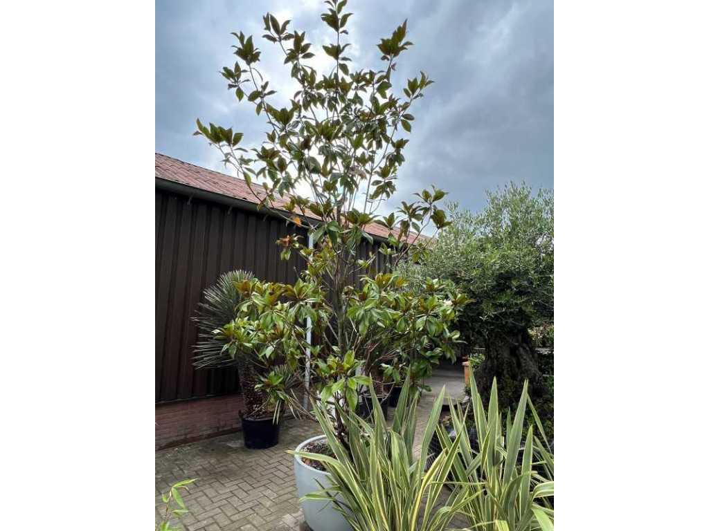 magnolia grandiflora 420cm hoog, design pot niet meegeleverd