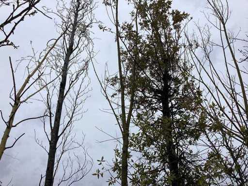 Knot wilg - Vormboom