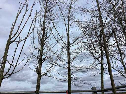 Hornbeam - Topiary tree