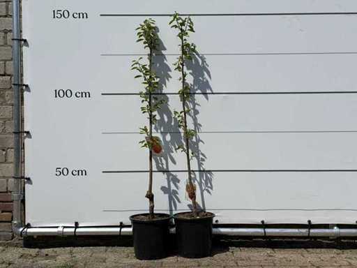 2x Khaki tree - Diospyros Kaki - height approx. 150 cm