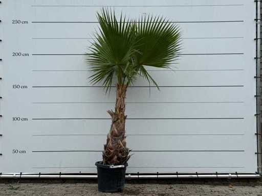 Palma a ventaglio messicana - Washingtonia Robusta - altezza circa 250 cm