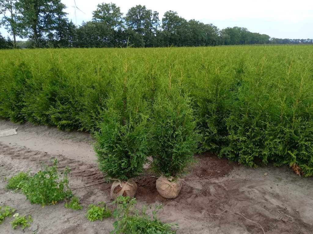 Batch (approx. 2600 pieces) Thuja Brabant