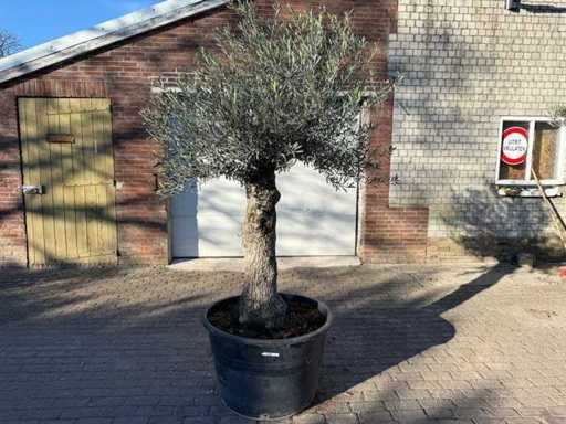 Olive tree Bonsai - Olea Europaea - 50 years old - Height approx. 250 cm 