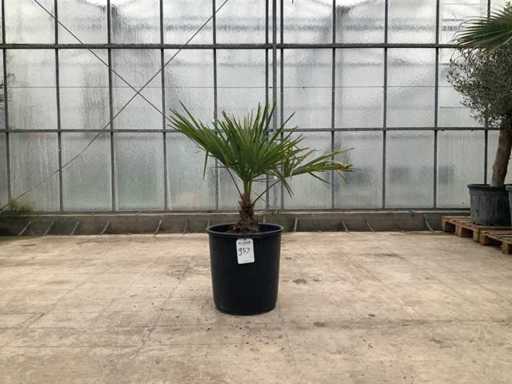 Palma (Trachycarpus fortunei)