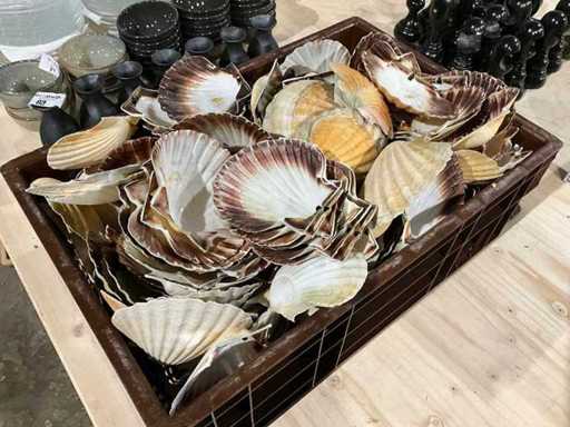 Capesante decorative per lotti