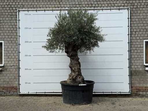 Bonsai d'ulivo - Olea Europaea - circa 80 anni - altezza circa 280 cm