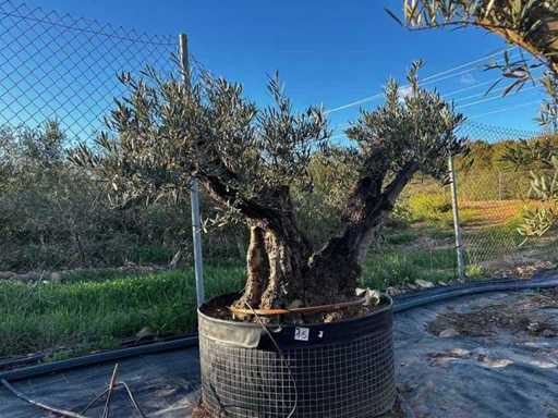 Jahrhundertealter Olivenbaum im Korb