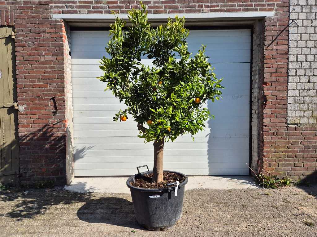 Mandarin - Citrus Reticulata - Pomul fructifer - înălțime aprox. 200 cm