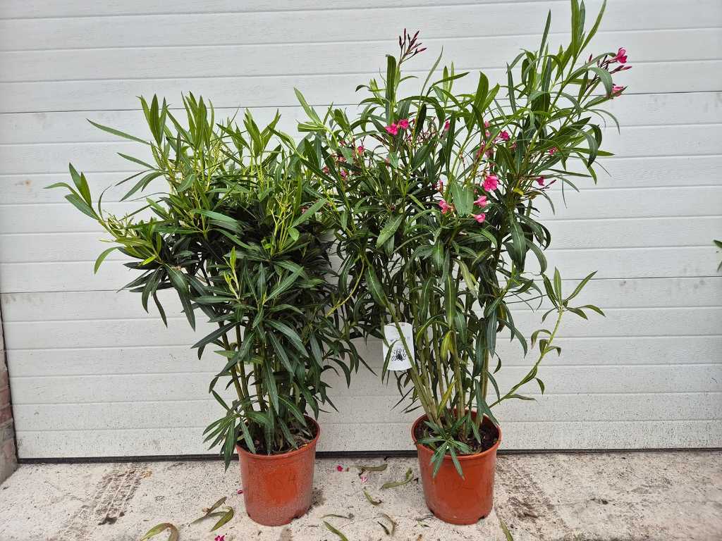 2x Nerium Oleander Biało-Czerwony - wysokość ok. 100 cm
