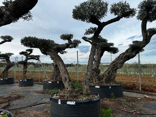  OLEA EUROPEA POM POM SECOLARE  