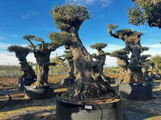 Jubiläums-Olivenbäume – Olea Europea pom Pom Secolare