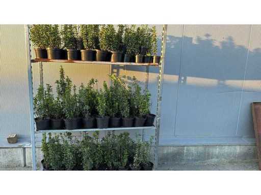 Kardinaalsmuts Haag (150x)