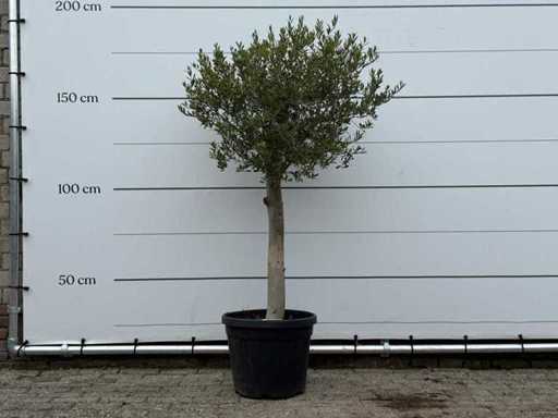 Olijfboom Florida - Olea Europaea - ca. 25 jaar oud - hoogte ca. 180 cm