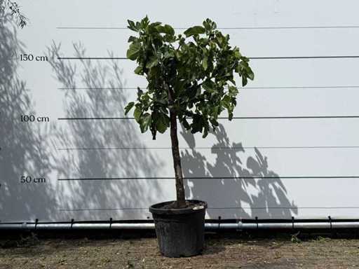 Trunchiul jos al smochinului - Ficus Carica - înălțime aprox. 150 cm