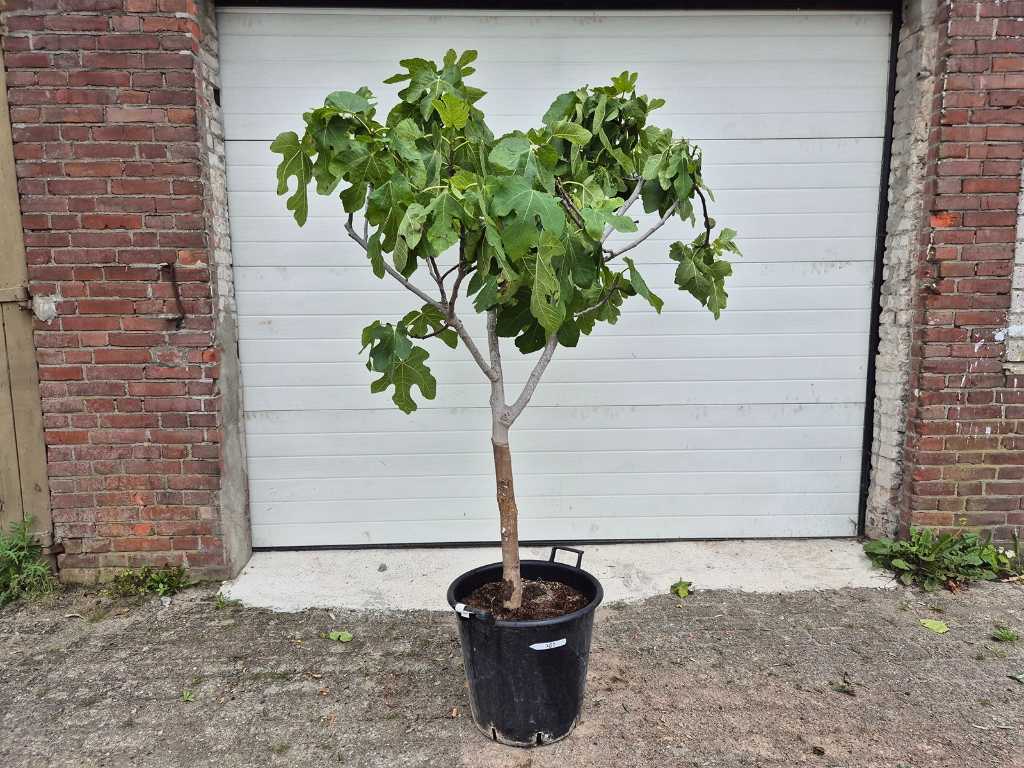 Figuier - Ficus Carica - Arbre fruitier - hauteur env. 180 cm