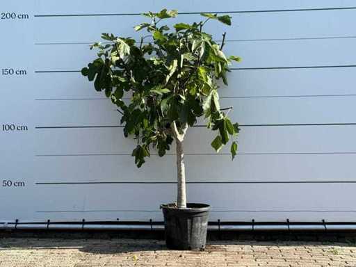Étendard du figuier - Ficus Carica - hauteur environ 180 cm