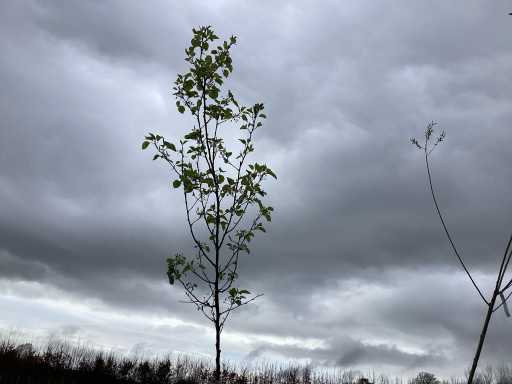 Sierboom - Pyrus Chanticleer