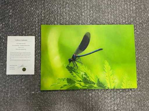 Fotografia "Libellula su foglia verde"