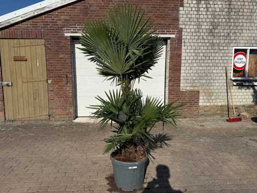 Chinese Fan Palm - Trachycarpus Fortunei - Triple trunk - Height approx 220cm