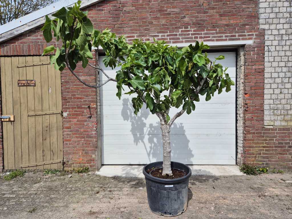 Vijgenboom - Ficus Carica - Vrucht- / fruitboom - hoogte ca. 225 cm