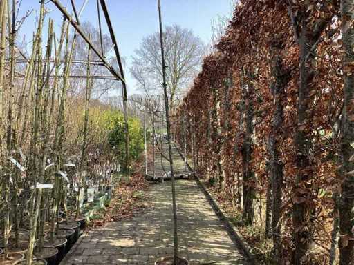 Amelanchier lamarckii (4)