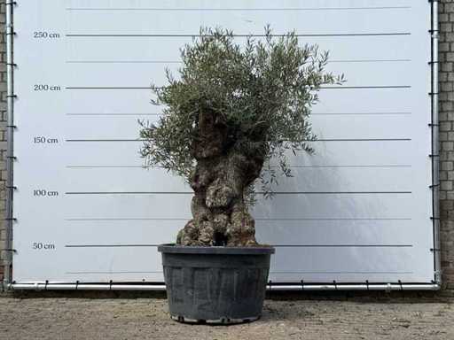 Bonsai d'ulivo - Olea Europaea - circa 80 anni - altezza circa 250 cm