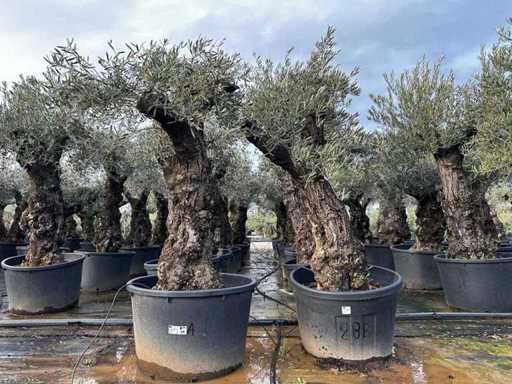Olive Trees (2x)