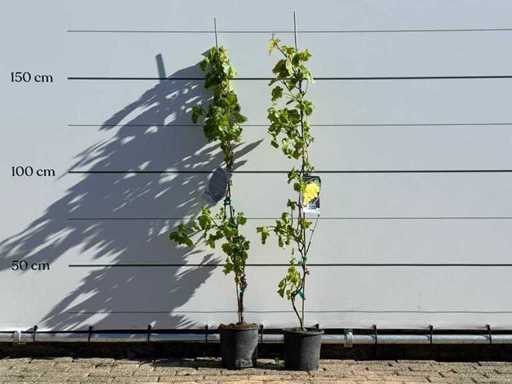 2x Druivenplant - Vitis Vinifera - hoogte ca. 170 cm