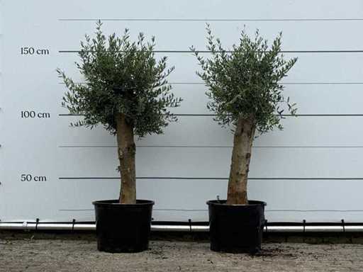 2x Olive tree Florida - Olea Europaea - aprox. 25 de ani - înălțime aprox. 160 cm