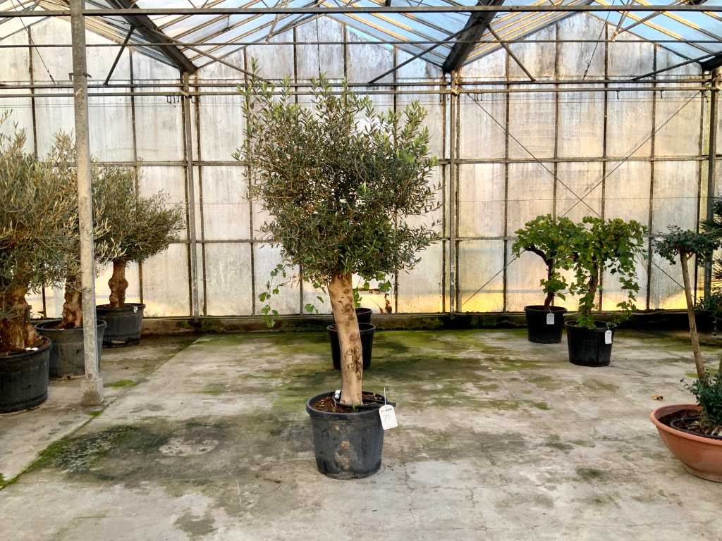 olijfboom (Olea Europaea Lessini)