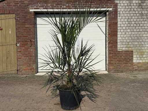 Geleepalme – Butia capitata – Höhe ca. 200 cm