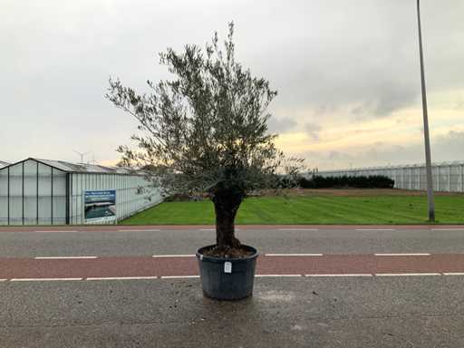 Drzewo oliwne (Olea europaea lessini)