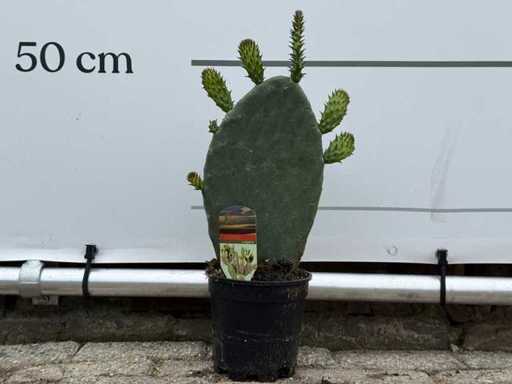 Opuntia - Opuntia Vulgaris - height approx. 50 cm