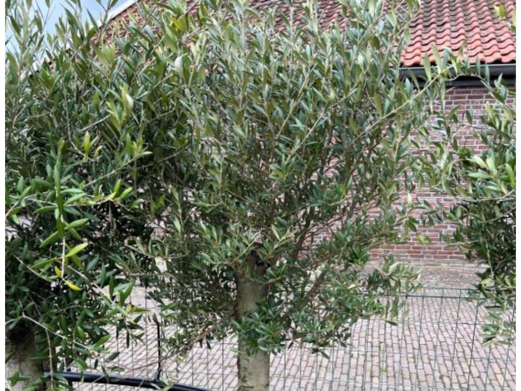 Olivenbaumstammumfang 20/40cm 