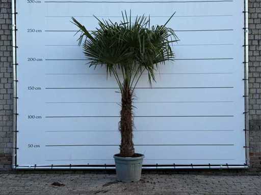 Chinese fan palm XXL - Trachycarpus Fortunei - height approx. 250 cm
