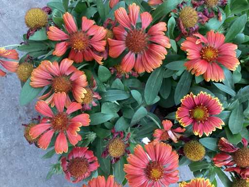 Vaste planten,asters(50), gallardia (50)